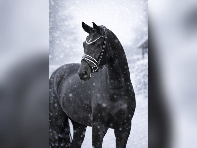 Hannoveriano Caballo castrado 4 años 171 cm Negro in Vechta