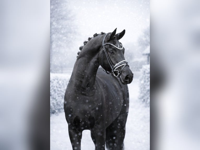 Hannoveriano Caballo castrado 4 años 171 cm Negro in Vechta