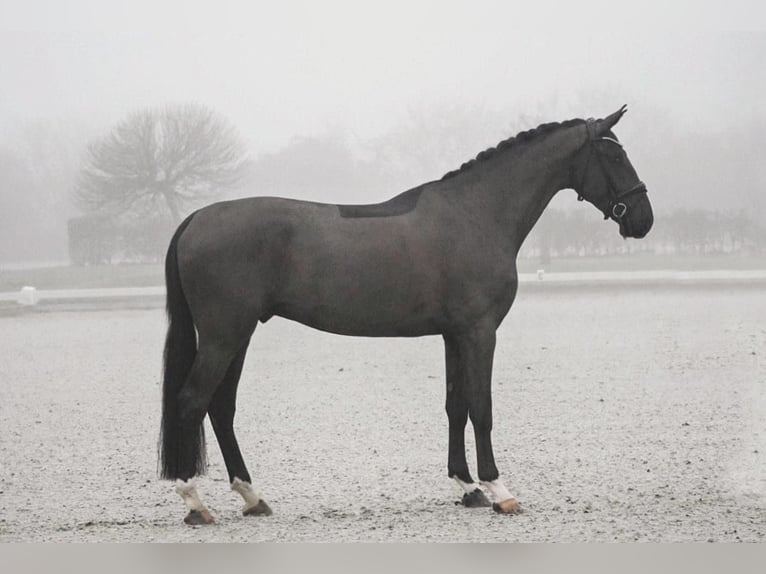 Hannoveriano Caballo castrado 4 años 171 cm Negro in Dorsten