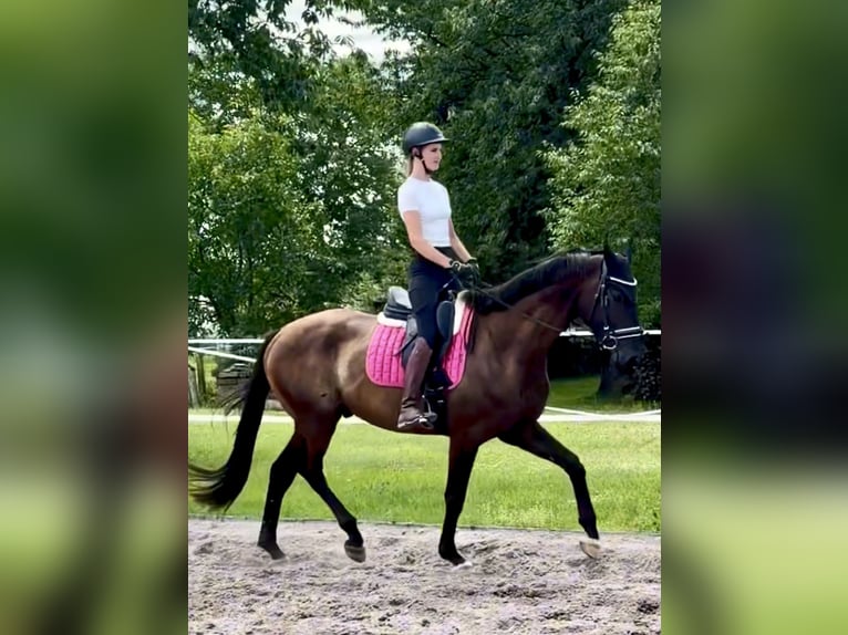 Hannoveriano Caballo castrado 4 años 171 cm Negro in Dransfeld