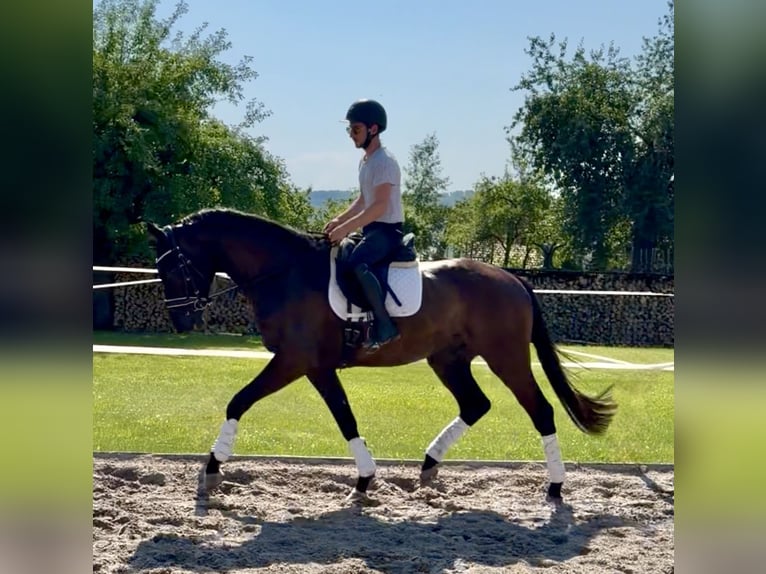 Hannoveriano Caballo castrado 4 años 171 cm Negro in Dransfeld