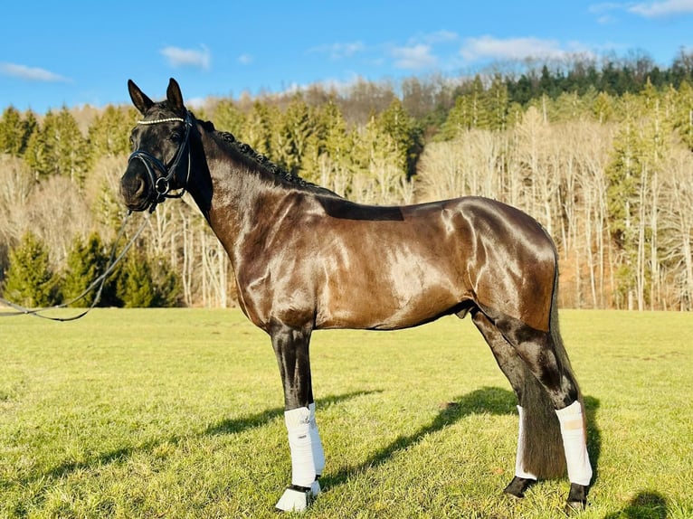 Hannoveriano Caballo castrado 4 años 171 cm Negro in Sch&#xF6;naich