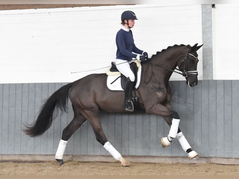 Hannoveriano Caballo castrado 4 años 171 cm Negro in Tiddische