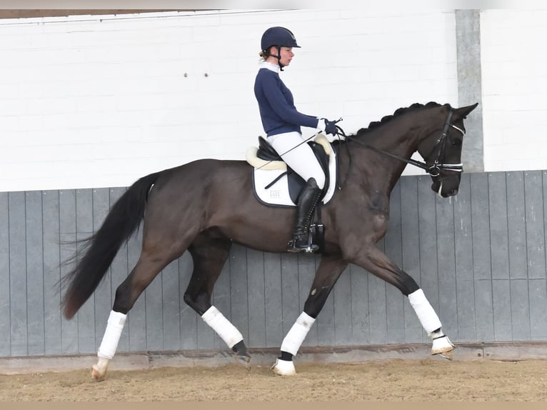 Hannoveriano Caballo castrado 4 años 171 cm Negro in Tiddische