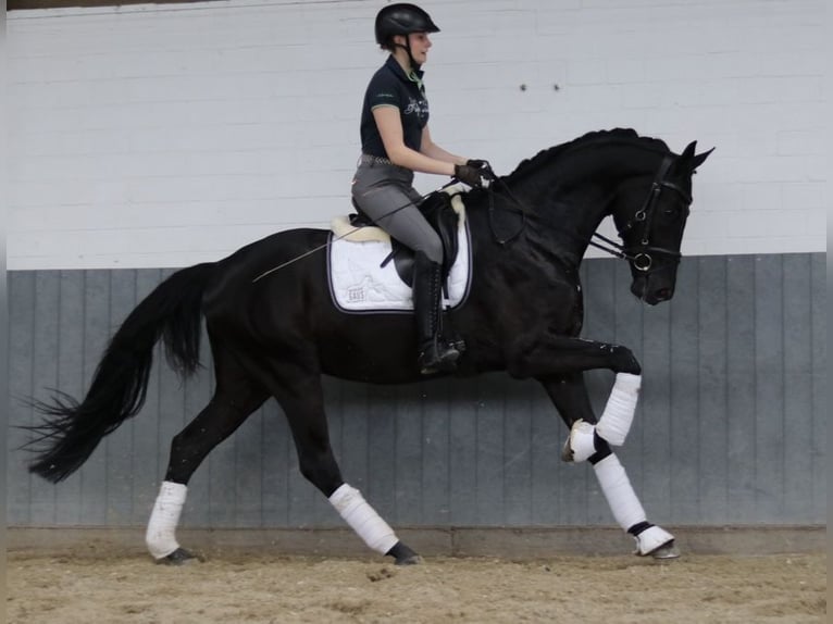 Hannoveriano Caballo castrado 4 años 171 cm Negro in Tiddische