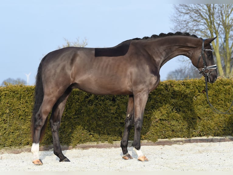 Hannoveriano Caballo castrado 4 años 171 cm Negro in Tiddische