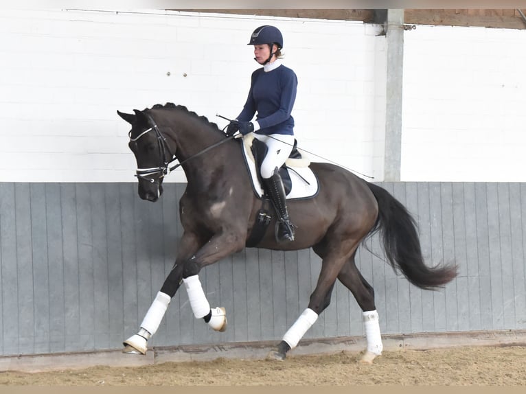 Hannoveriano Caballo castrado 4 años 171 cm Negro in Tiddische