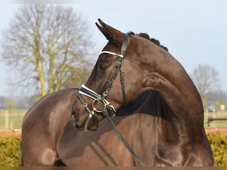 Hannoveriano Caballo castrado 4 años 171 cm Negro in Tiddische