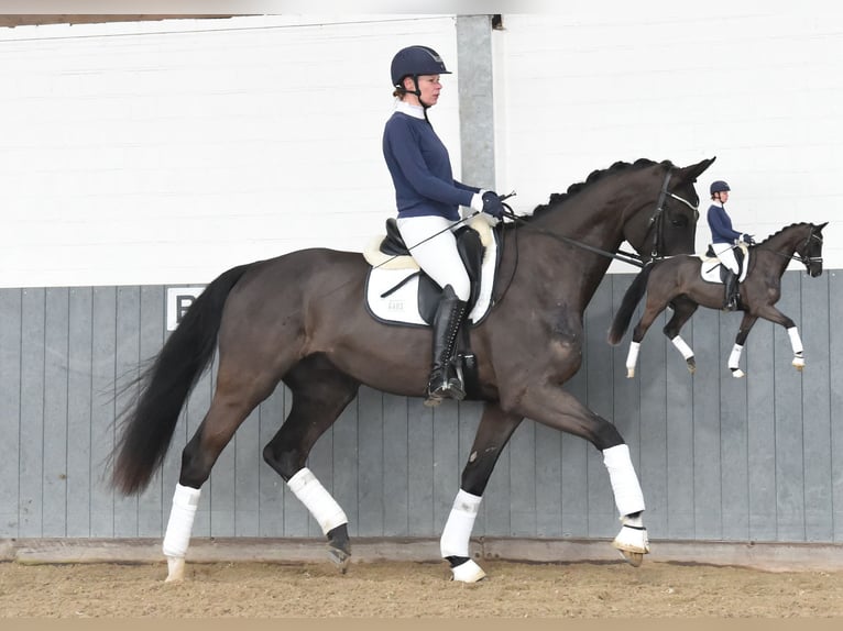 Hannoveriano Caballo castrado 4 años 171 cm Negro in Tiddische