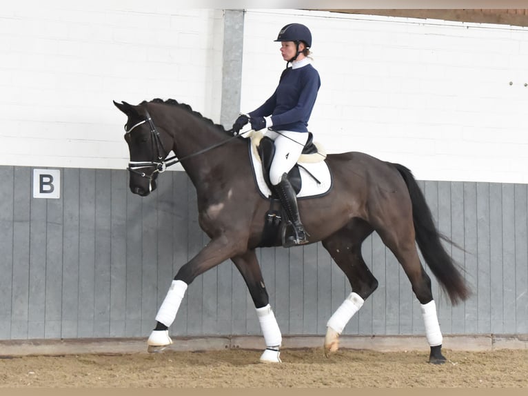 Hannoveriano Caballo castrado 4 años 171 cm Negro in Tiddische