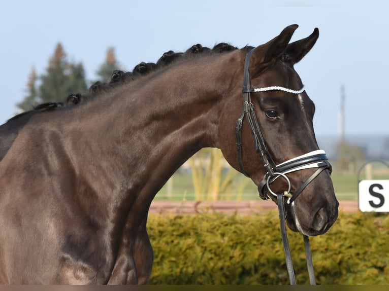 Hannoveriano Caballo castrado 4 años 171 cm Negro in Tiddische