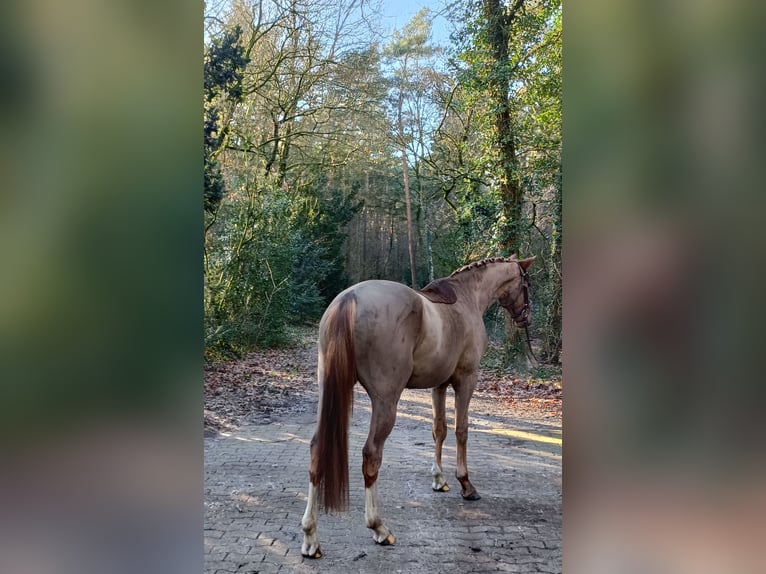 Hannoveriano Caballo castrado 4 años 172 cm Alazán in Barenburg