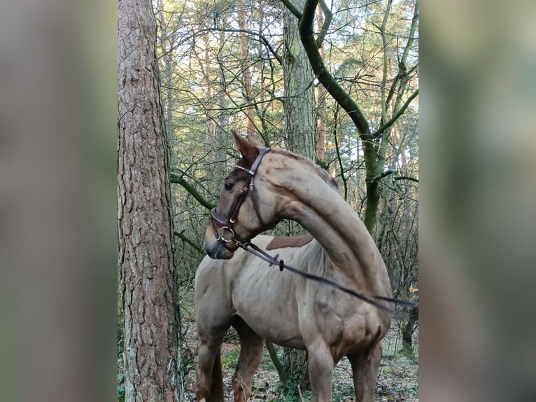 Hannoveriano Caballo castrado 4 años 172 cm Alazán in Barenburg