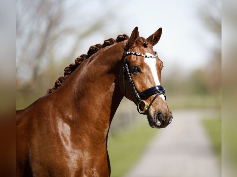 Hannoveriano Caballo castrado 4 años 172 cm Alazán in Diepholz