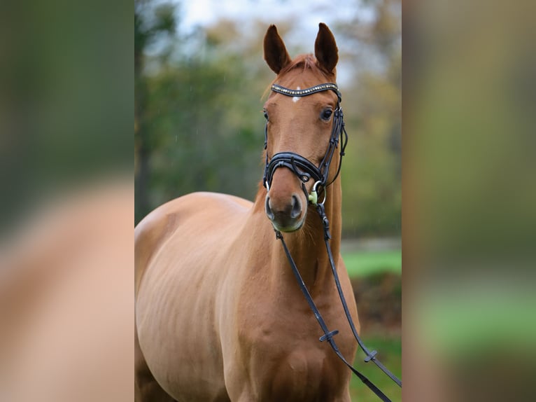 Hannoveriano Caballo castrado 4 años 172 cm Alazán in Rickling