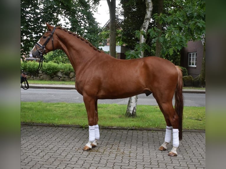 Hannoveriano Caballo castrado 4 años 172 cm Alazán in Fredenbeck