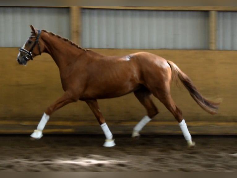 Hannoveriano Caballo castrado 4 años 172 cm Alazán in Fredenbeck