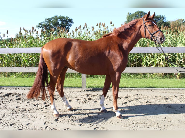 Hannoveriano Caballo castrado 4 años 172 cm Alazán in Wittingen
