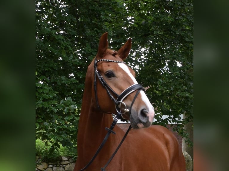 Hannoveriano Caballo castrado 4 años 172 cm Alazán in Fredenbeck