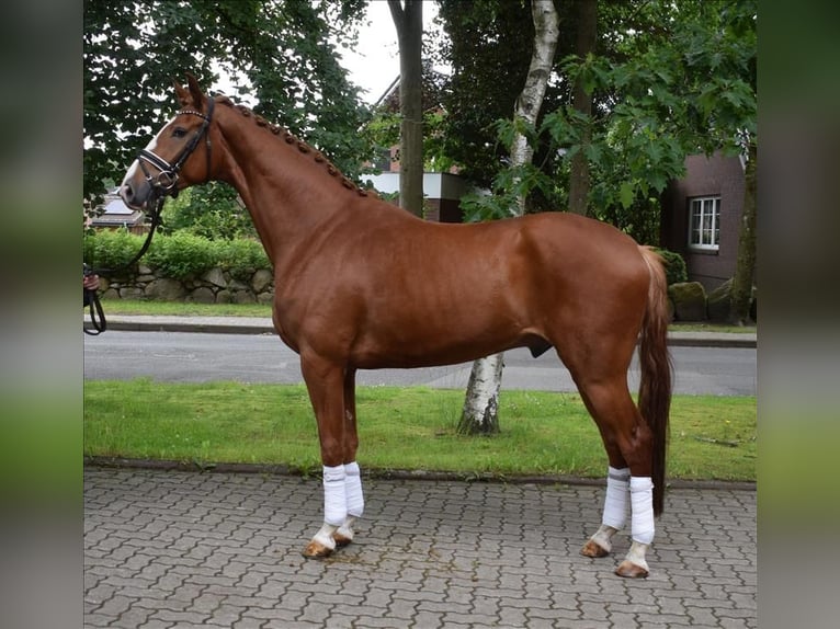 Hannoveriano Caballo castrado 4 años 172 cm Alazán in Fredenbeck