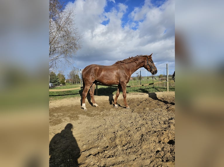Hannoveriano Caballo castrado 4 años 172 cm Alazán in Jerxheim