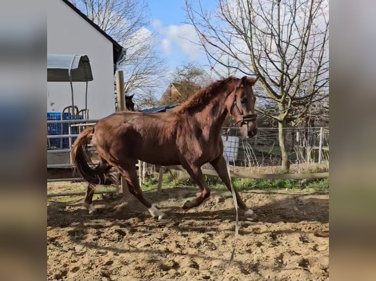 Hannoveriano Caballo castrado 4 años 172 cm Alazán in Jerxheim