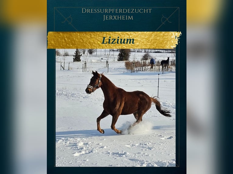 Hannoveriano Caballo castrado 4 años 172 cm Alazán in Jerxheim