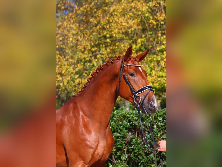 Hannoveriano Caballo castrado 4 años 172 cm Alazán in Selsingen