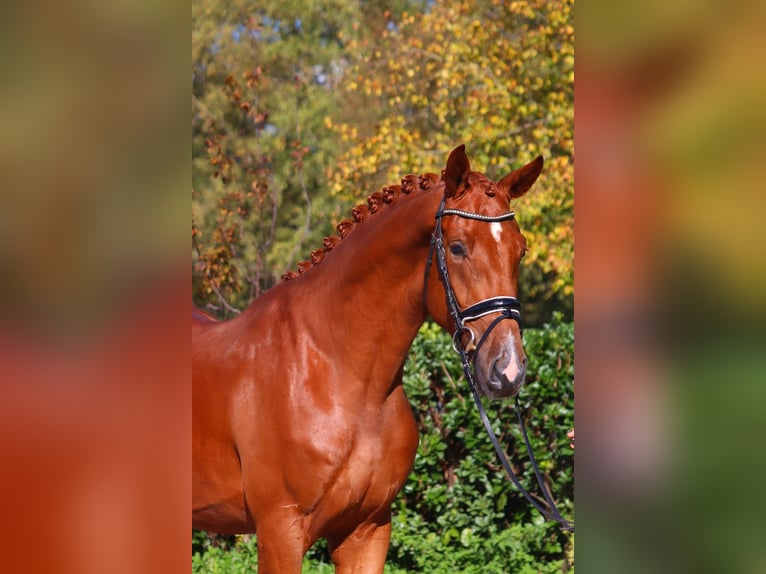 Hannoveriano Caballo castrado 4 años 172 cm Alazán in Selsingen