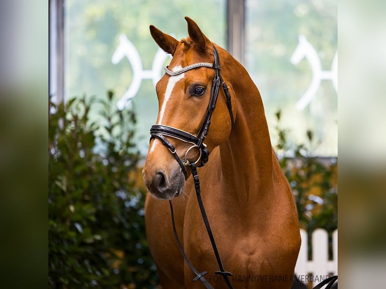 Hannoveriano Caballo castrado 4 años 172 cm Alazán in Verden