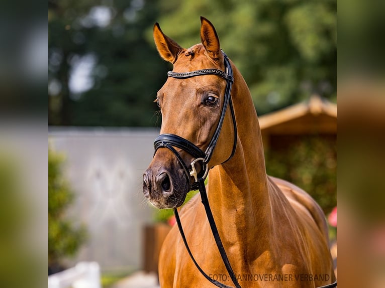 Hannoveriano Caballo castrado 4 años 172 cm Alazán in Verden