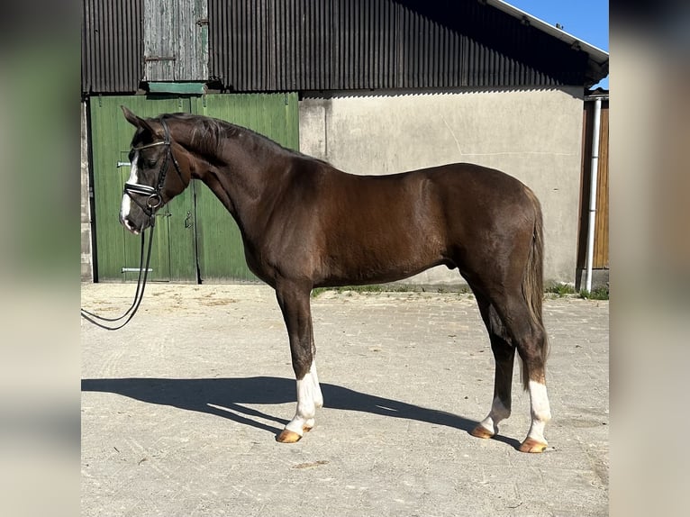 Hannoveriano Caballo castrado 4 años 172 cm Alazán-tostado in Neuhaus an der Oste