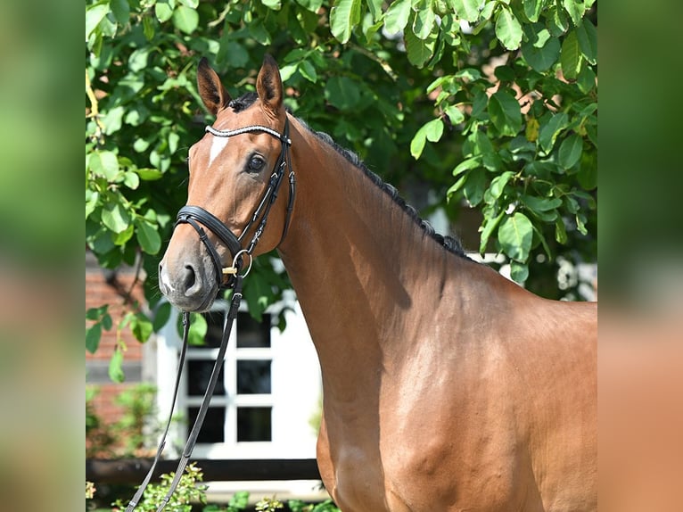 Hannoveriano Caballo castrado 4 años 172 cm Castaño in Bad Bevensen