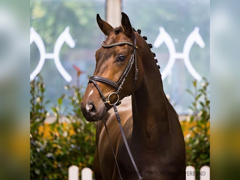 Hannoveriano Caballo castrado 4 años 172 cm Castaño in Verden (Aller)