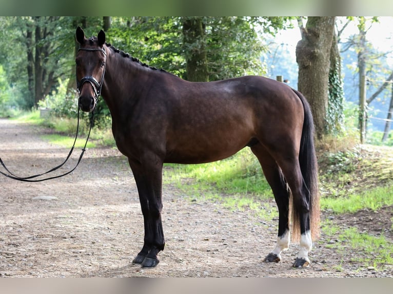 Hannoveriano Caballo castrado 4 años 172 cm Castaño in Wuppertal