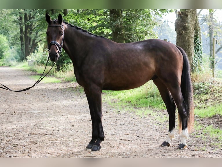 Hannoveriano Caballo castrado 4 años 172 cm Castaño in Wuppertal