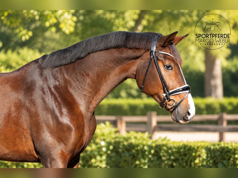 Hannoveriano Caballo castrado 4 años 172 cm Castaño in Dötlingen