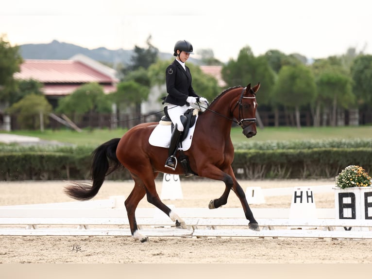 Hannoveriano Caballo castrado 4 años 172 cm Castaño in Mijas