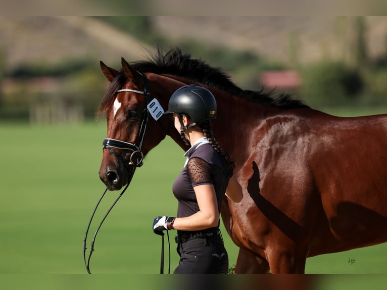 Hannoveriano Caballo castrado 4 años 172 cm Castaño in Mijas