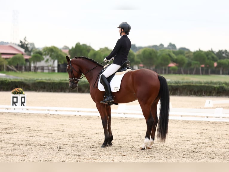 Hannoveriano Caballo castrado 4 años 172 cm Castaño in Mijas