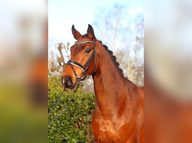 Hannoveriano Caballo castrado 4 años 172 cm Castaño in Selsingen