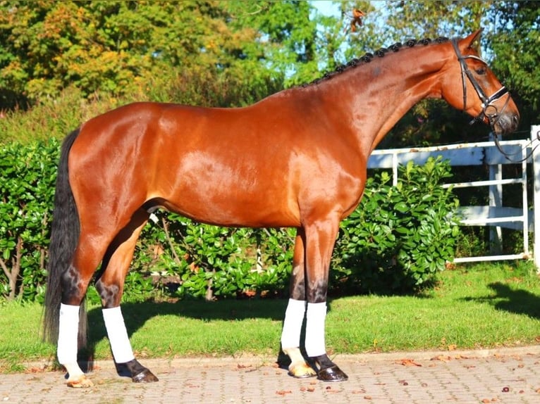 Hannoveriano Caballo castrado 4 años 172 cm Castaño in Selsingen