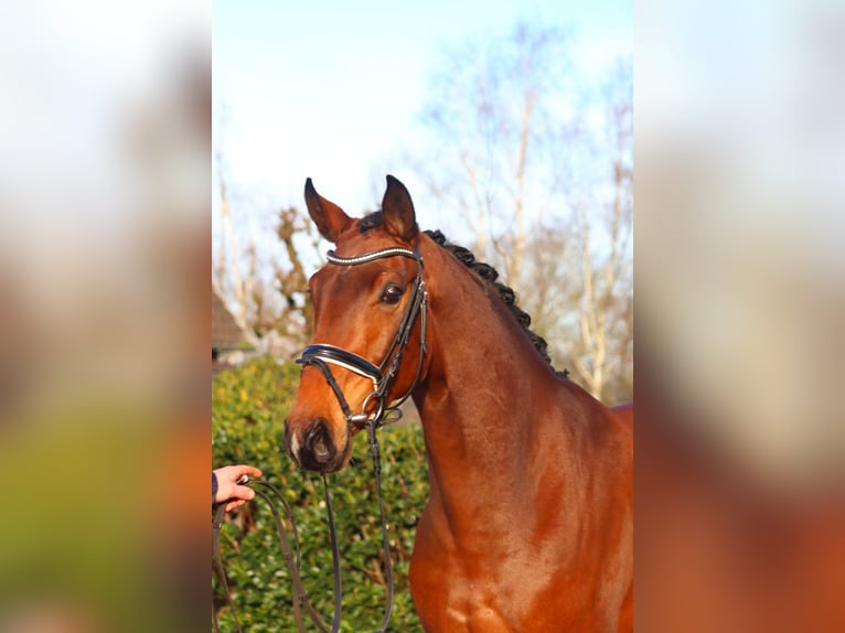 Hannoveriano Caballo castrado 4 años 172 cm Castaño in Selsingen