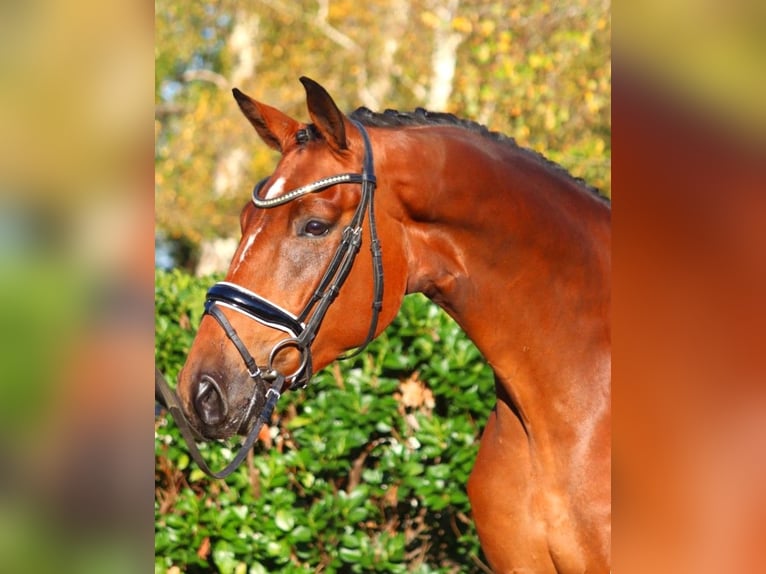 Hannoveriano Caballo castrado 4 años 172 cm Castaño in Selsingen