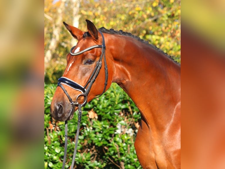 Hannoveriano Caballo castrado 4 años 172 cm Castaño in Selsingen