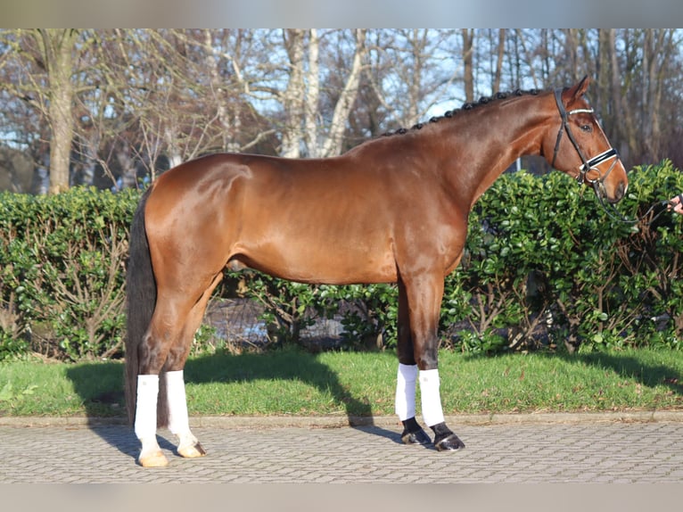 Hannoveriano Caballo castrado 4 años 172 cm Castaño in Selsingen