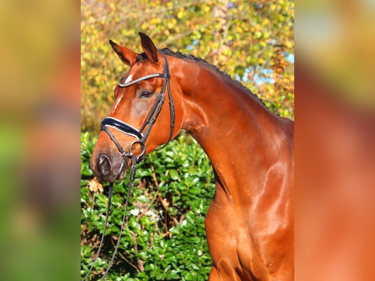 Hannoveriano Caballo castrado 4 años 172 cm Castaño in Selsingen