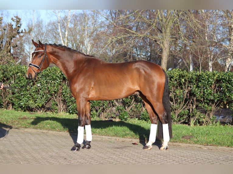 Hannoveriano Caballo castrado 4 años 172 cm Castaño in Selsingen