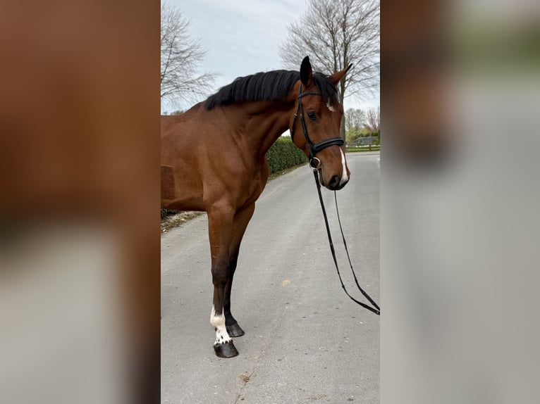 Hannoveriano Caballo castrado 4 años 172 cm Castaño in VechtaVechta