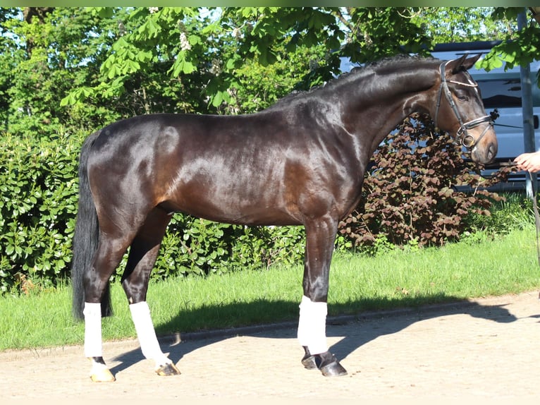 Hannoveriano Caballo castrado 4 años 172 cm Castaño in Selsingen